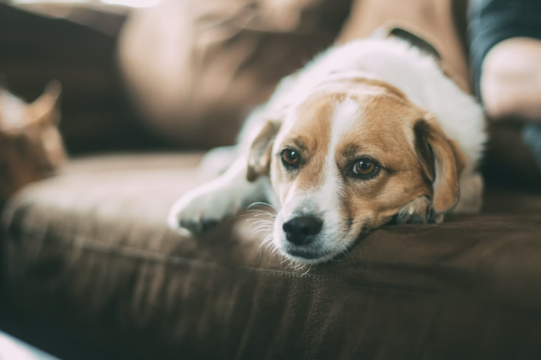 THE COMPLETE PET FRIENDLY SOFA GUIDE [4 TIPS TO LIVE BY]